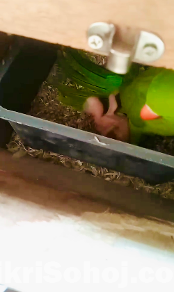 টিয়া পাখি ( ইন্ডিয়ান রিংনেট )